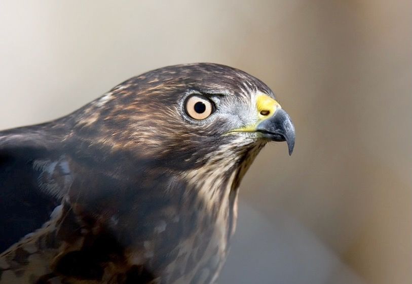 Sharp-shinned Hawk by Bill Majoros is licensed under CC BY-SA 2.0.